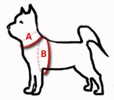 Dingo